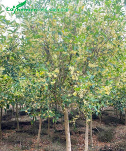 Cây mộc hương thân tree, hoa đang nở rộ