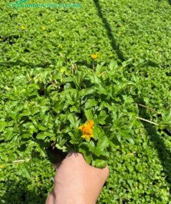 Cúc Xuyến Chi trồng chậu để làm cảnh