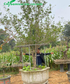 Chậu cây hoa mộc hương cao gần 4m, trồng trong chậu đá lục giác