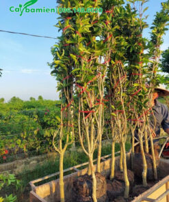 Đánh bầu cây mộc hương tàu và đưa lên xe chuyển đến nơi trồng