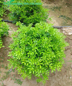 Nguyệt quế nhỏ, đường kính tán 50cm