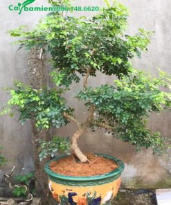 Uốn cây Nguyệt Quế bonsai