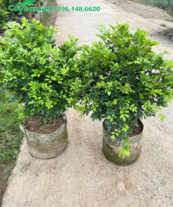 Hai chậu Nguyệt Quế nguyên bầu, tán đều và đẹp