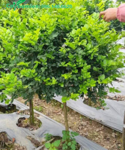 Cây trưởng thành cao 1m, tán tỉa tròn, thân cao thẳng