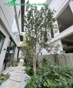 Trồng cây hoa mộc hương tàu trong sân vườn biệt thự