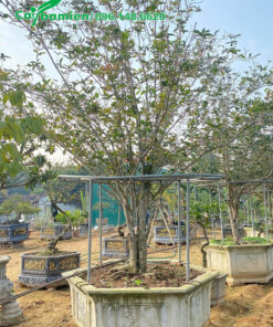 Chậu mộc hương lâu năm, đk 10cm, giá tốt