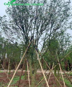 Cây mộc hương Trung Quốc đang dâm ủ