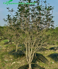 Mộc hương ta lâu năm đã dâm ủ, chuyển đảo