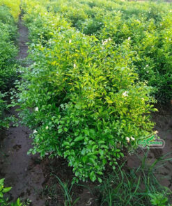 Cây nguyệt quế giống tại vườn ươm Cây Ba Miền