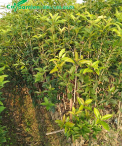 Cây giống Mộc Hương cao 1m