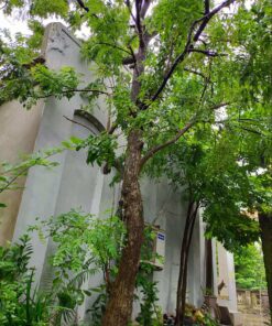 cây hòe dáng đẹp