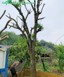 Cây hoa Hòe cổ thụ vanh 70 - 80