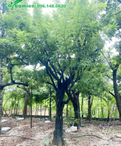 Vườn cây hòe lâu năm, cây có đường kính 30cm