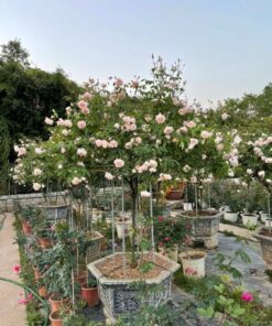 Chậu hoa hồng trang trí