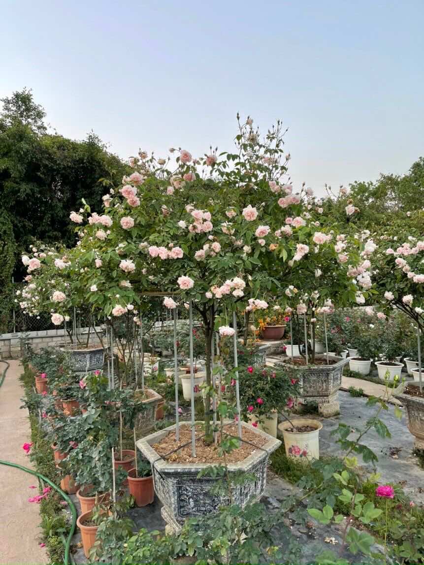 Chậu hoa hồng trang trí