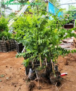 Cây giống cao 70cm có bộ rễ cọc khỏe mạnh