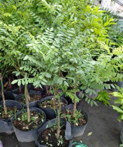 Bán cây hòe giá rẻ