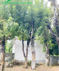 Mua cây hòe cổ thụ, cao 5m, đường kính 20cm