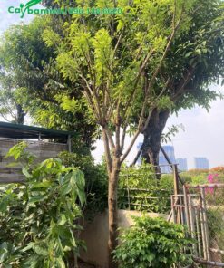 Cây trưởng thàng cao 4m, mới trồng trước cổng nhà
