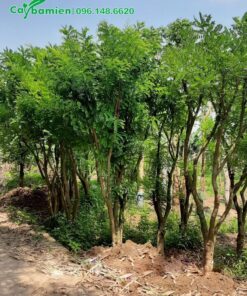 Hàng cây hoa hòe công trình cao 4 - 5m