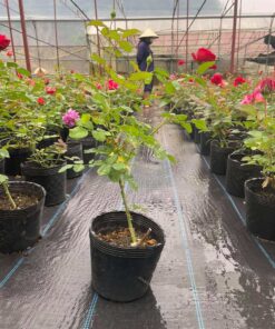 Vườn trồng hoa hồng