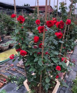 Hồng nhung giá rẻ