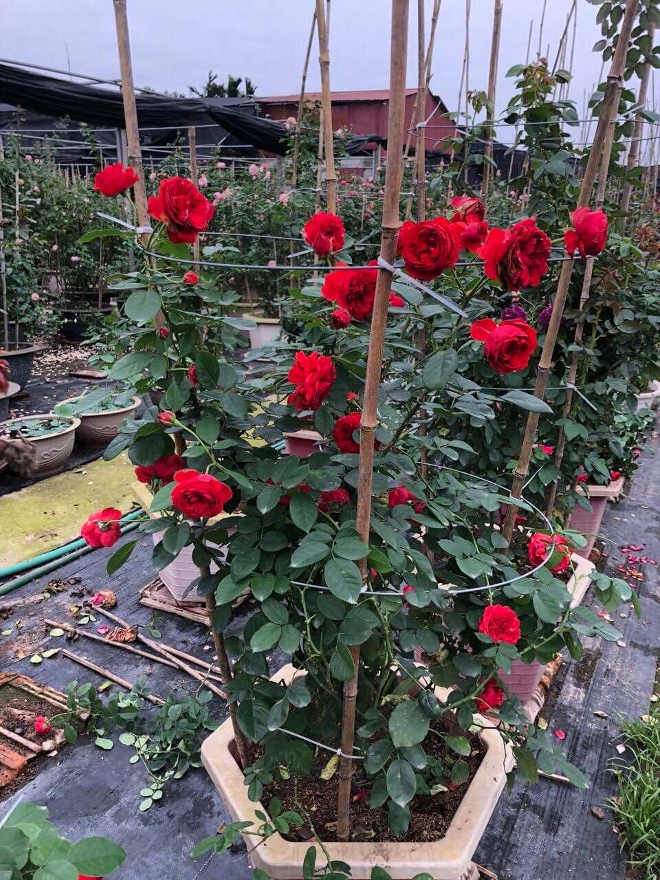 Hồng nhung giá rẻ