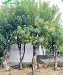 Cây đánh thẳng, đường kính 30cm, tán vươn đẹp