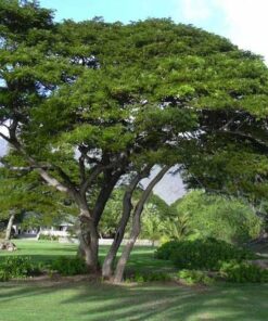 Hình ảnh cây viết xanh