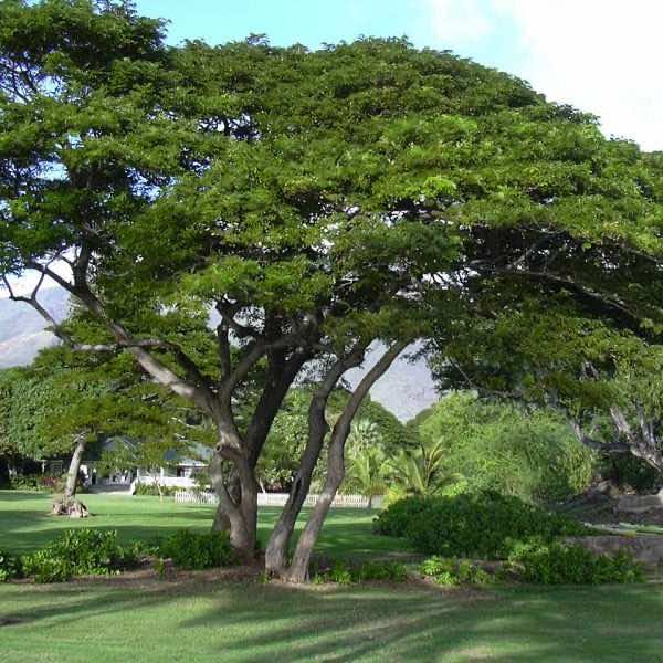 Hình ảnh cây viết xanh