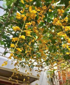 Hình ảnh cây lan hoàng dương