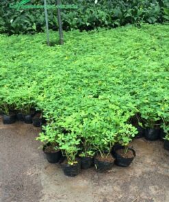 Cỏ Lá Lạc nhân giống trong bầu đất
