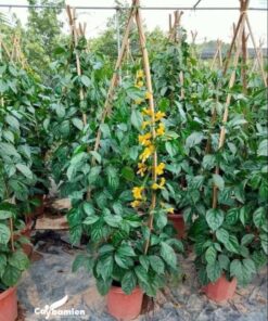 Hình ảnh cây lan hoàng dương