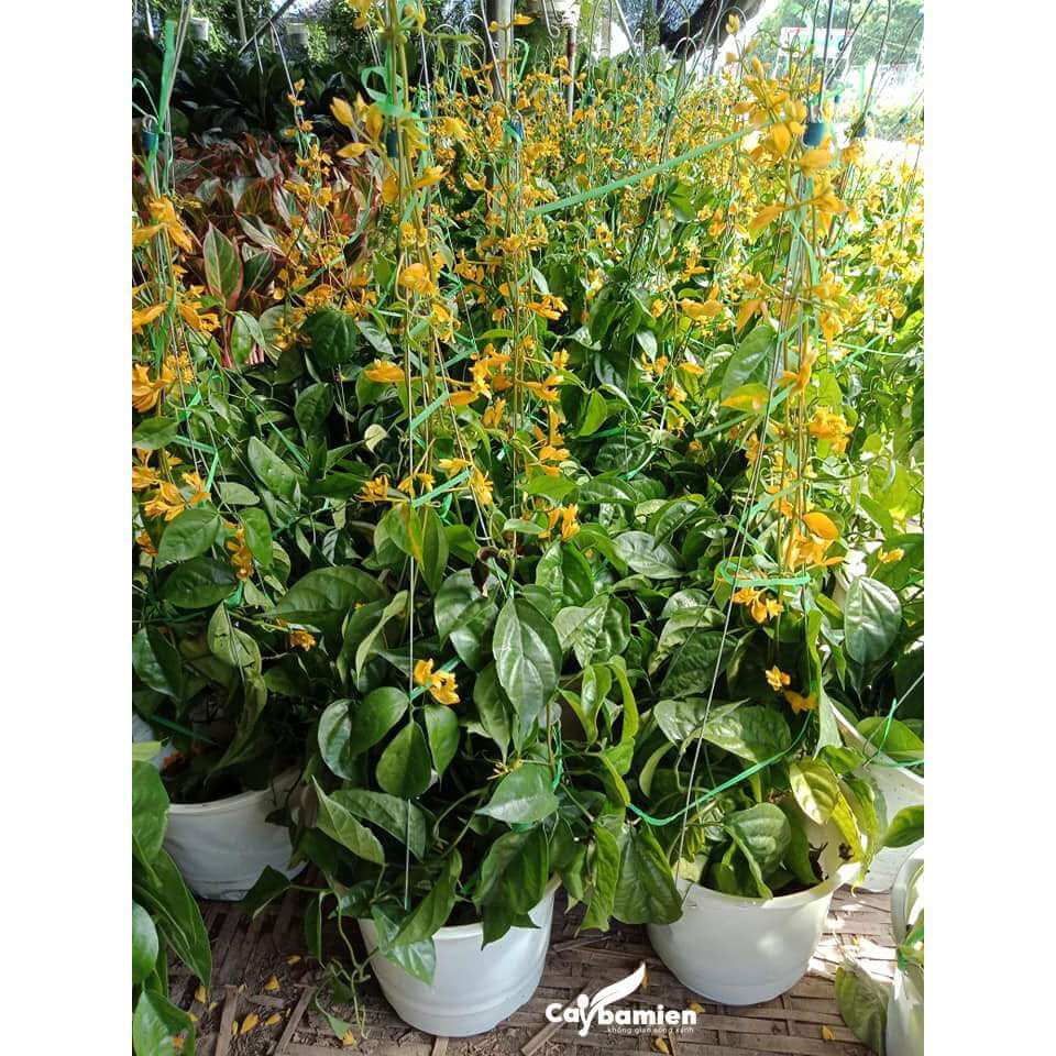 Báo giá cây lan hoàng dương