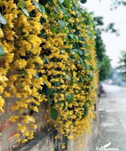 Hình ảnh cây lan hoàng dương