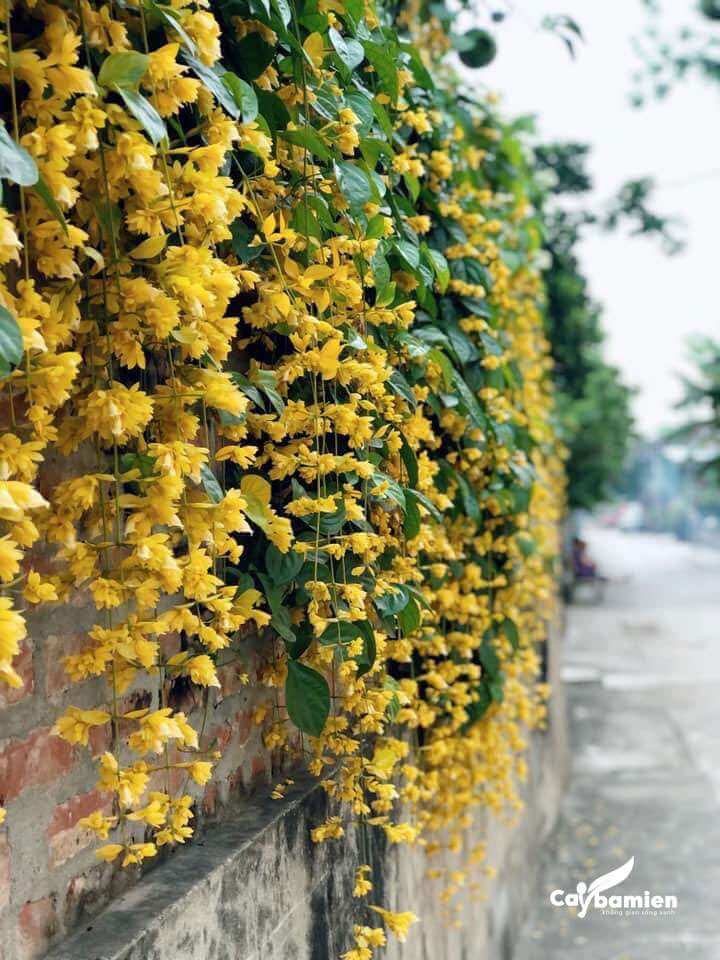 Hình ảnh cây lan hoàng dương