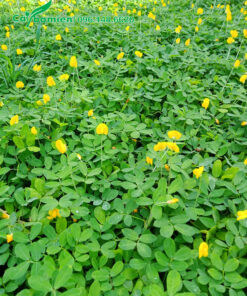 Cây cỏ lạc trồng trải thảm