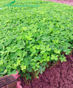 Giâm cành cây cỏ lạc hoa vàng