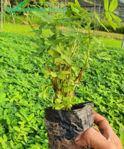 Cỏ lạc hoa vàng trồng trong bầu, khỏe đẹp