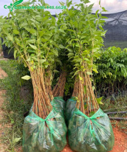 Cây giống mai anh đào cao 1m