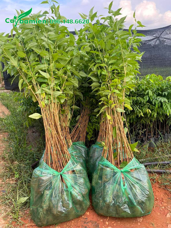 Cây giống mai anh đào cao 1m