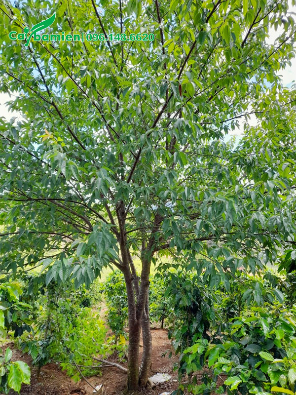 Cây mai anh đào lâu năm, tán lá xanh tốt