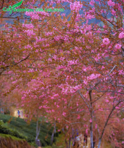 Cây Mai Anh Đào khoe sắc ven những con đường đồi xinh đẹp