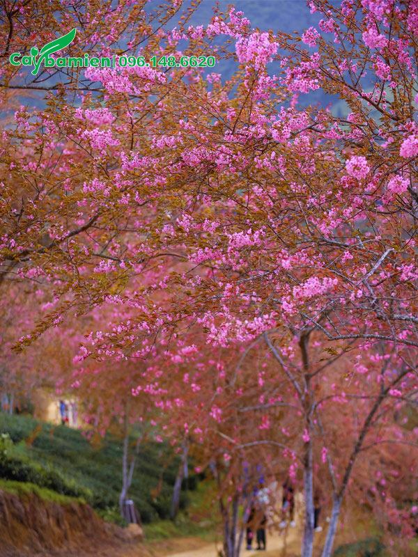 Cây Mai Anh Đào khoe sắc ven những con đường đồi xinh đẹp