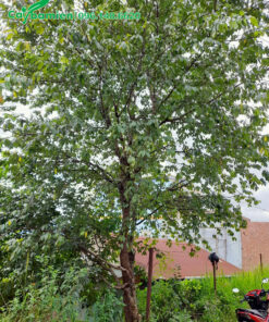 Mai anh đào cổ thụ cao hơn 5m