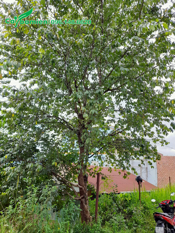 Mai anh đào cổ thụ cao hơn 5m