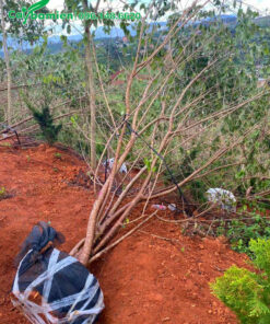 Bứng bóng cây mai anh đào lâu năm, vanh gốc 40