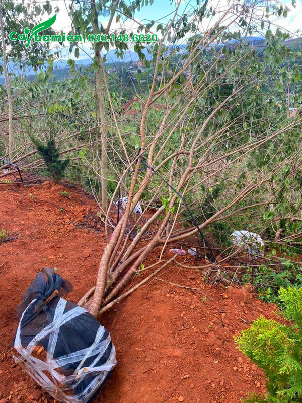 Bứng bóng cây mai anh đào lâu năm, vanh gốc 40