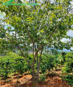 Mai Anh Đào cao hơn 3m, vanh 40 trồng từ nhỏ tại nhà vườn