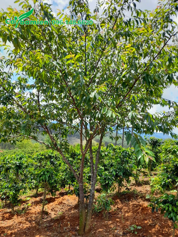 Mai Anh Đào cao hơn 3m, vanh 40 trồng từ nhỏ tại nhà vườn